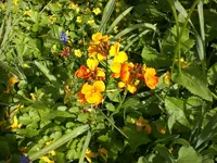 Garten April5 003.webp