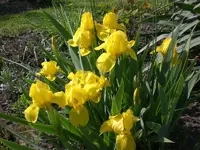 Garten April5 004.webp