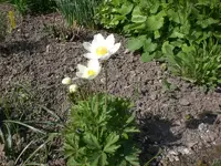 Garten April5 005.webp