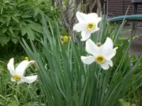 Garten April5 009.webp