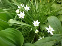 Garten April5 010.webp