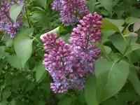 Garten April5 012.webp