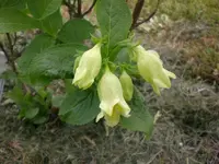 Garten April5 013.webp