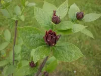 Garten April5 015.webp