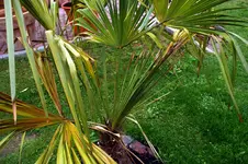 hanfpalme.webp