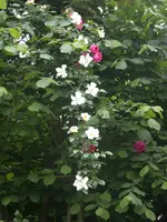 Ramblerrose city of york.webp