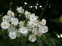 Ramblerrose Bobby James 1.webp