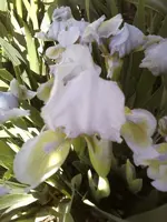 Alsterquelle Einzelblüte.webp
