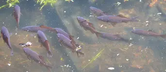 Fische.webp