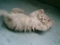 babe8.webp