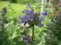 CIMG5402.webp