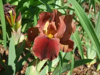 rotbraune nana.webp