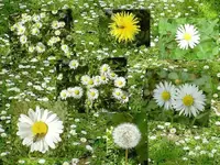 Gaensebluemchenwiese.webp