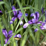 Pflaumeniris Iris graminea.jpg