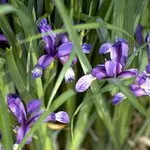 Pflaumeniris Iris graminea.webp