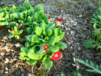 IMG_1453.webp