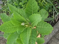 Garten 09.webp