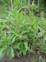 Garten 09 009.webp