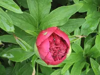 Garten 09 007.webp