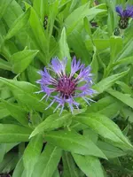 Garten 09 011.webp