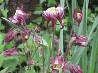 Garten 09 014.webp