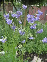 Garten 09 002.webp