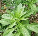 IMGP2363 nachtkerze.webp