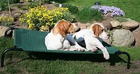 I_G_aufHundebett_klein.webp
