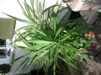 SSA50800.webp