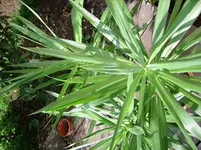 SSA50802.webp