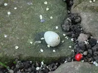 Kohlmeise_Ei.webp