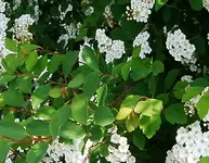 IMGP2373  Frage Heckenname.webp