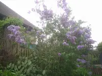 Fliederblüte.webp