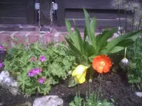 Islandmohn-Zwei in Eins.webp