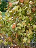 DSCN6018.webp