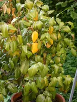 DSCN6019.webp