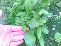 26042009(002).webp