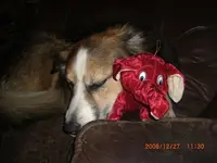 calli mit geschenk.webp