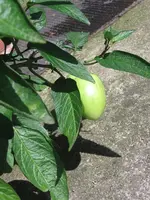 Melonenbirne.webp