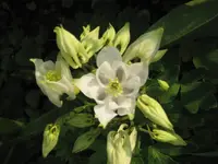 Garten 09 004.webp