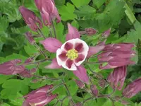 Garten 09 005.webp