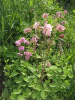 Garten 09 006.webp