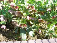 Christrose-1.webp