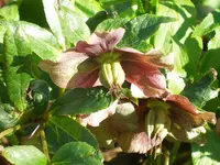 Christrose-2.webp