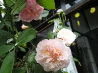 IMG_1565 Meine genial.webp