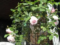 IMG_1538 Gloire de Dijon.webp