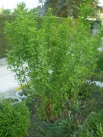gest Forsythie.webp
