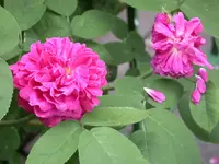 Rose de Resht.webp