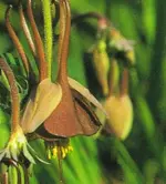 Aquilegia Viridiflora Chocolate Soldier.webp