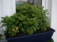 020509-9.webp